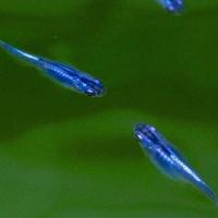 Medaka pesci del riso minipond e laghetto