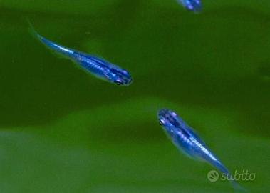 Medaka pesci del riso minipond e laghetto