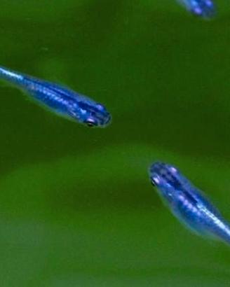 Medaka pesci del riso minipond e laghetto