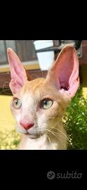 Animali gatto sphynx