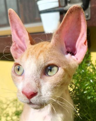 Animali gatto sphynx