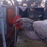 Galline
