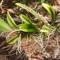 Orchidee per orchidario tropicale