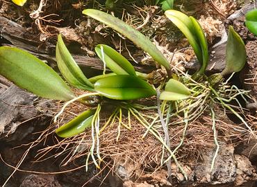 Orchidee per orchidario tropicale