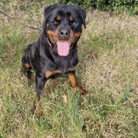 Cucciolona di Rottweiler in adozione