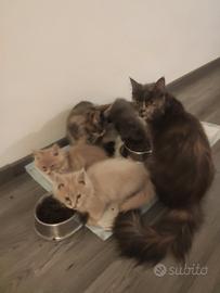 Cuccioli di Maine Coon