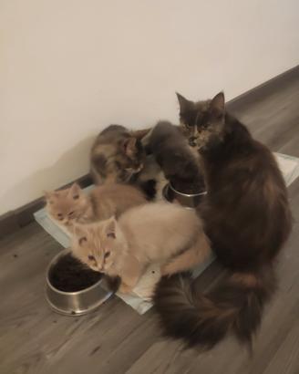 Cuccioli di Maine Coon