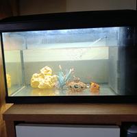 acquario 50 l