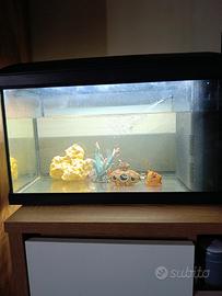 acquario 50 l