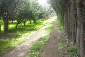 Monastir. Terreno agricolo in parte piantumato