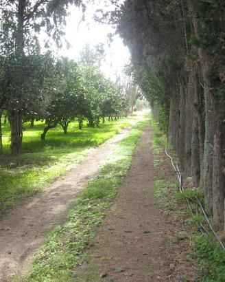 Monastir. Terreno agricolo in parte piantumato