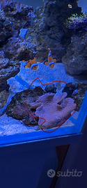 Coralli per acquario marino