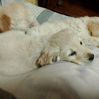 Cuccioli Golden Retriever