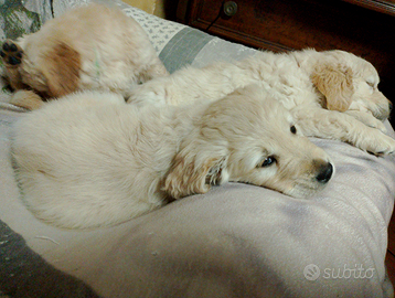 Cuccioli Golden Retriever