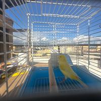 Canarino maschio giallo brinato