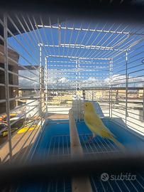 Canarino maschio giallo brinato