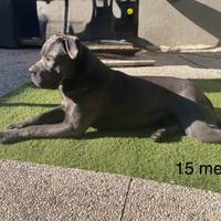 Stallone Cane Corso Grigio