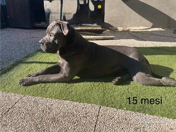 Stallone Cane Corso Grigio