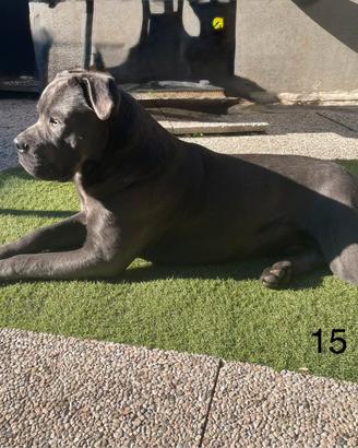 Stallone Cane Corso Grigio