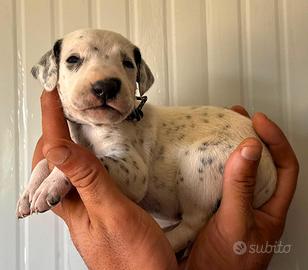 Dalmata cucciolo pedigree