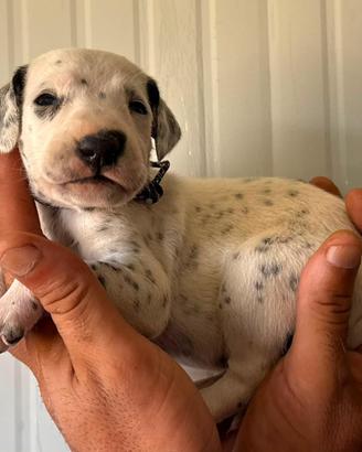 Dalmata cucciolo pedigree