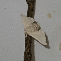 Bombix Mori - Baco da Seta