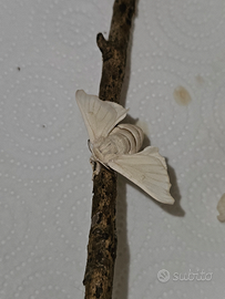 Bombix Mori - Baco da Seta