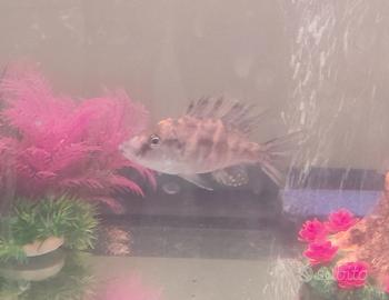 dimidichromis compressiceps