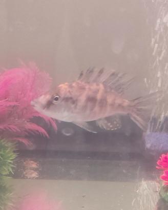 dimidichromis compressiceps