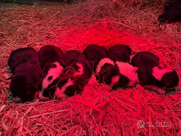 Cuccioli Border Collie