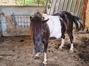 Pony femmina