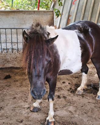 Pony femmina