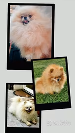 Spitz Pomerania PER ACCOPPIAMENTO