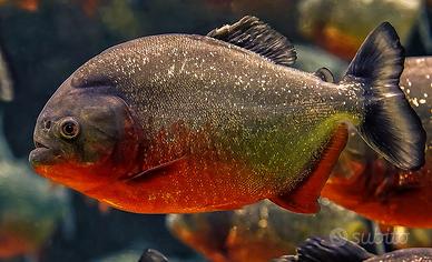 Serrasalmus nattereri