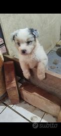 Cucciolo di pastore australiano