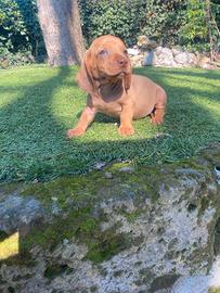 Bassotti Nani Red cuccioli