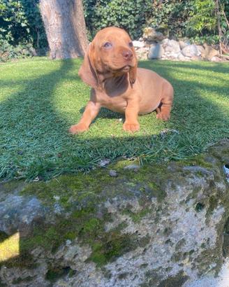 Bassotti Nani Red cuccioli