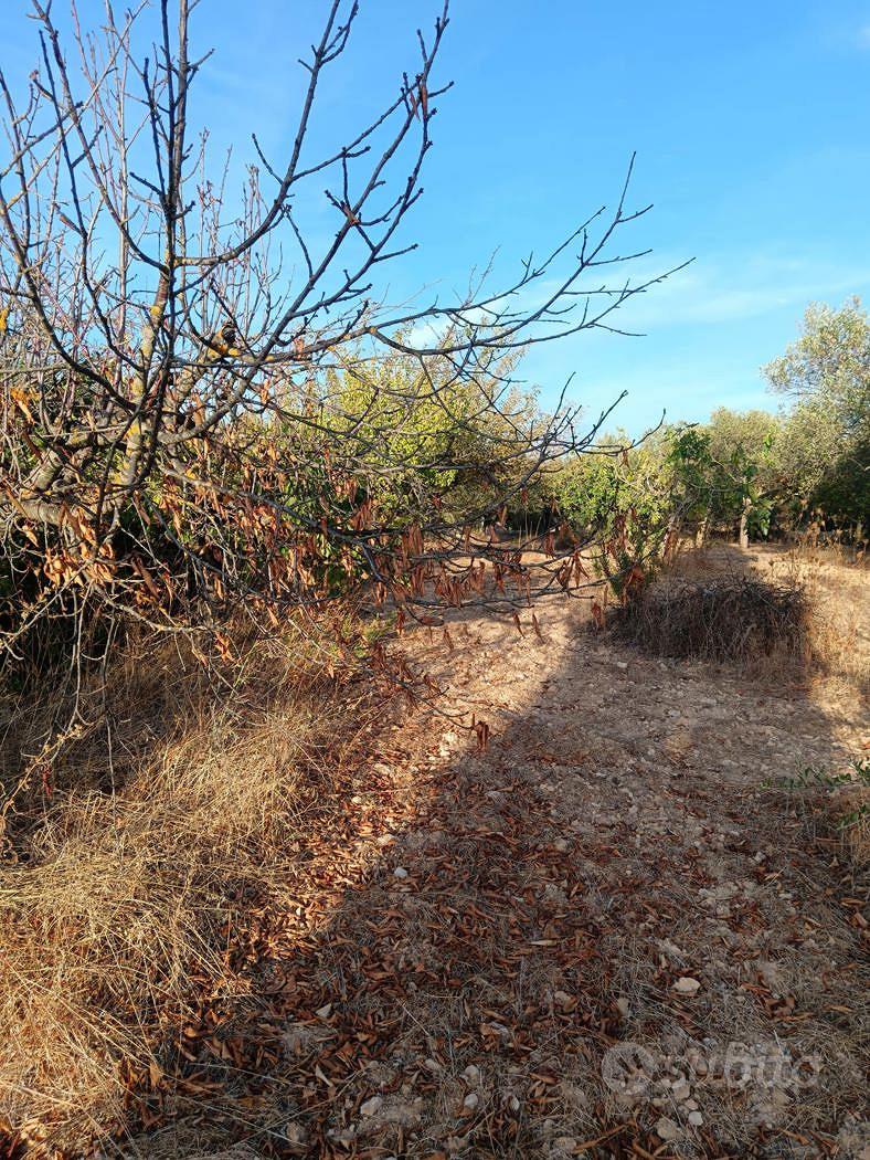 Terreno Agricolo Crispiano [Cod. rif 3386097VRG] - Vista 4