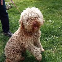 Lagotto romagnolo