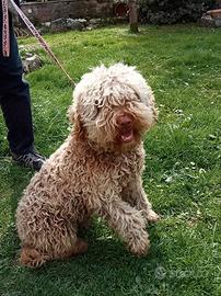 Lagotto romagnolo