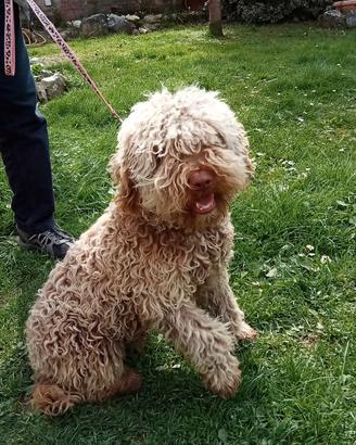 Lagotto romagnolo