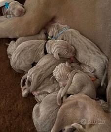 Cuccioli weimaraner con pedigree ENCI