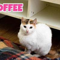 Toffee gattina di due anni adozione del cuore