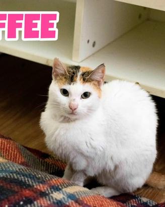 Toffee micia di due anni adozione del cuore