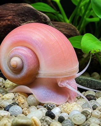 Lumache d'acquario