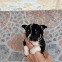 Chihuahua