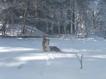 Border collie red merle per accoppiamento