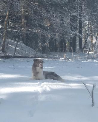 Border collie red merle per accoppiamento