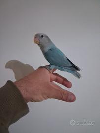 Pappagallo inseparabile allevato a mano
