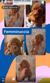 cuccioli maschi e Femmine razza Barbone toy 